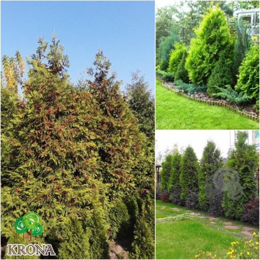 Саджанці купити Туя західна (Thuja occidentalis) "Brabant" /Н 250 см/ кому