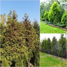 Туя західна (Thuja occidentalis) "Brabant" /Н 250 см/ кому