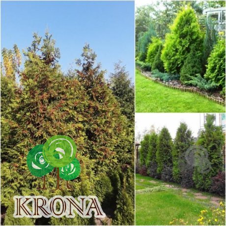 Саджанці купити Туя західна (Thuja occidentalis) "Brabant" /Н 250 см/ кому