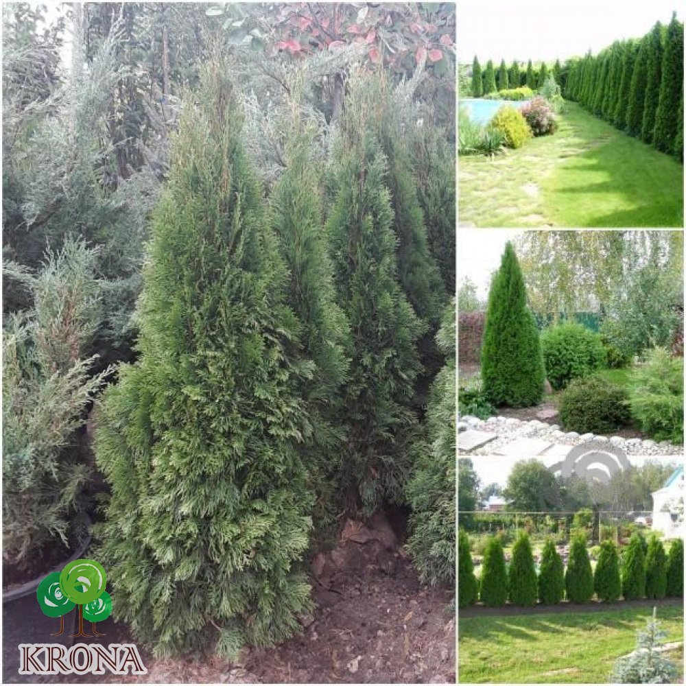 Саджанці купити Туя західна (Thuja occidentalis) "Smaragd" EXTRA / H 170 см / ком