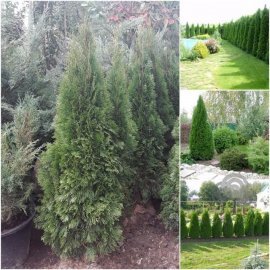 Туя західна (Thuja occidentalis) "Smaragd" EXTRA / H 170 см / ком