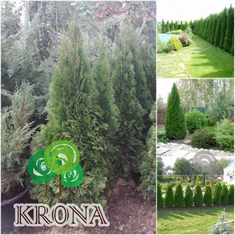 Саджанці купити Туя західна (Thuja occidentalis) "Smaragd" EXTRA / H 170 см / ком