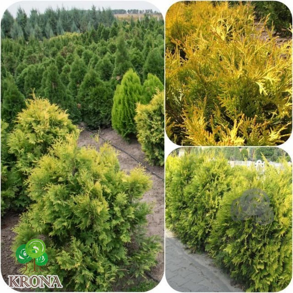 Саджанці купити Туя західна (Thuja occidentalis) "Yellow Ribbon"/H 110 см/D 90 см/кому