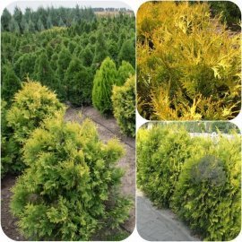 Туя західна (Thuja occidentalis) "Yellow Ribbon"/H 110 см/D 90 см/кому