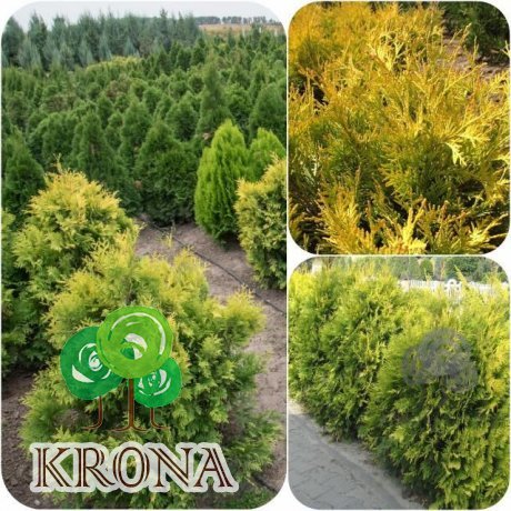 Саджанці купити Туя західна (Thuja occidentalis) "Yellow Ribbon"/H 110 см/D 90 см/кому