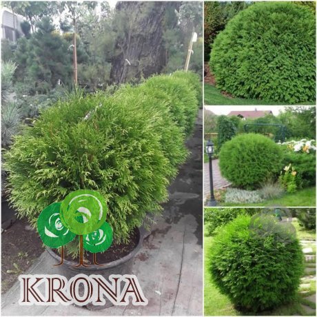 Саджанці купити Туя західна "Woodwardii"/Вудварді  контейнер С12 L