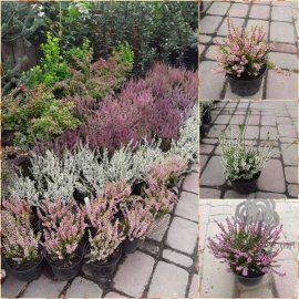 Верес звичайний (Calluna vulgaris)/контейнер Р 9 L