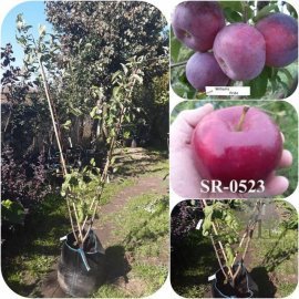Яблуня подвійне щеплення "Вільямс Прайд"-"SR 0523" / big bag