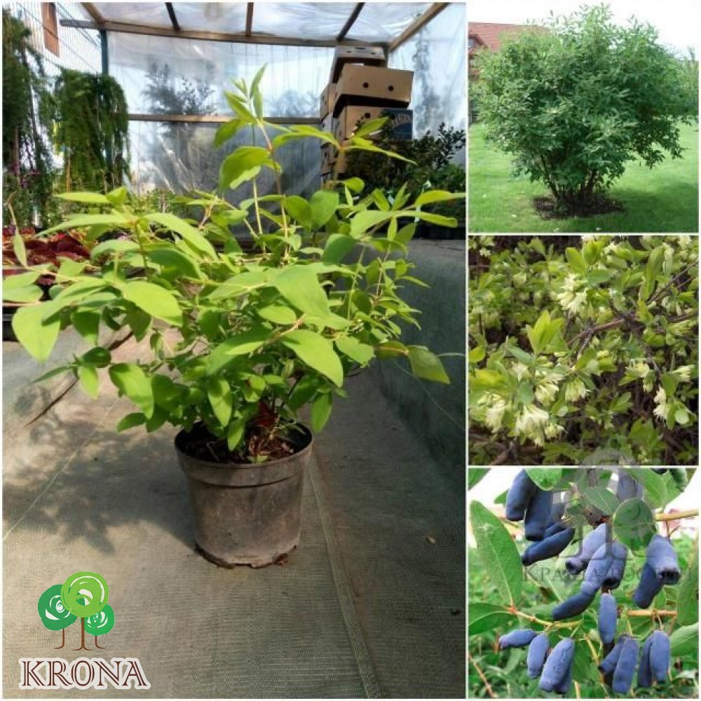 Саджанці купити Жимолість їстівна (Lonicera edulis) ''Atut" / контейнер С2 L