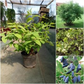 Жимолість їстівна (Lonicera edulis) ''Atut" / контейнер С2 L